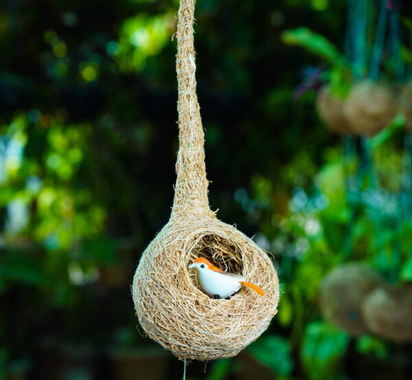 Bird Nest