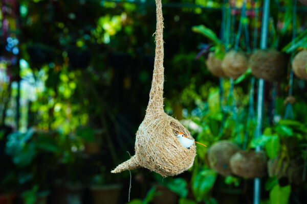 Bird Nest - Image 7